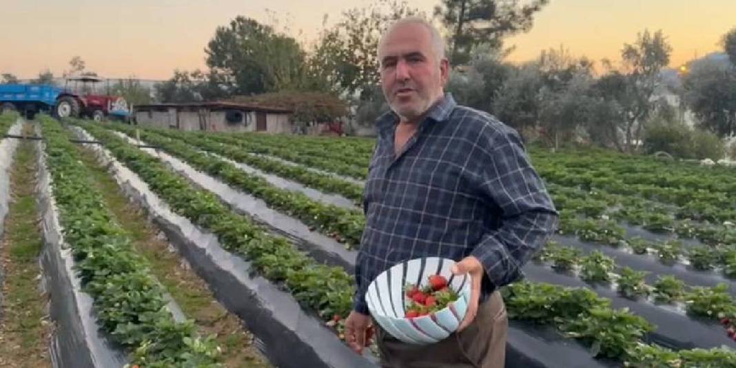 Kışlık çilekte hasat zamanı! Yılda 260 bin tonla önemli gelir kaynağı: Kilosu 130 TL’den satılıyor 3